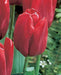 Tulip Seadov Flower Bulbs (Pack of 10) - CGASPL
