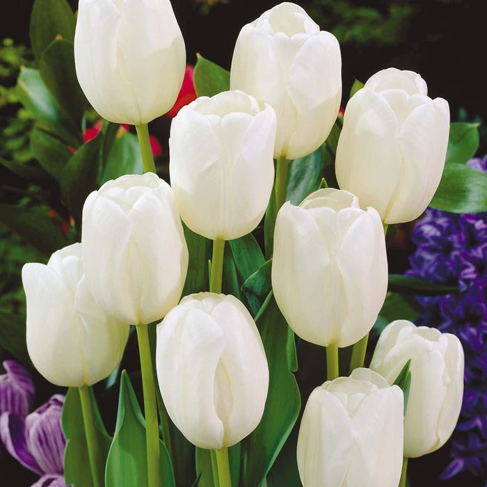 Tulip White Dream Flower Bulbs (Pack of 10) - CGASPL