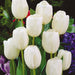 Tulip White Dream Flower Bulbs (Pack of 10) - CGASPL