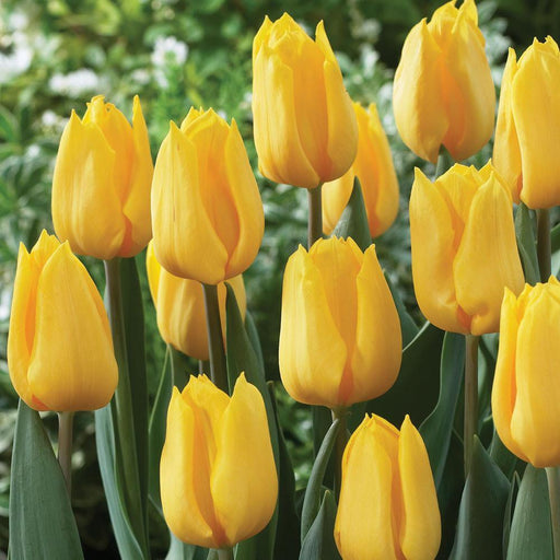 Tulip Yellow Flight Flower Bulbs (Pack of 10 Bulbs) - CGASPL