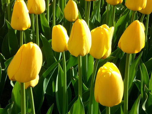 Tulip Yokohama Flower Bulbs (Pack of 10) - CGASPL