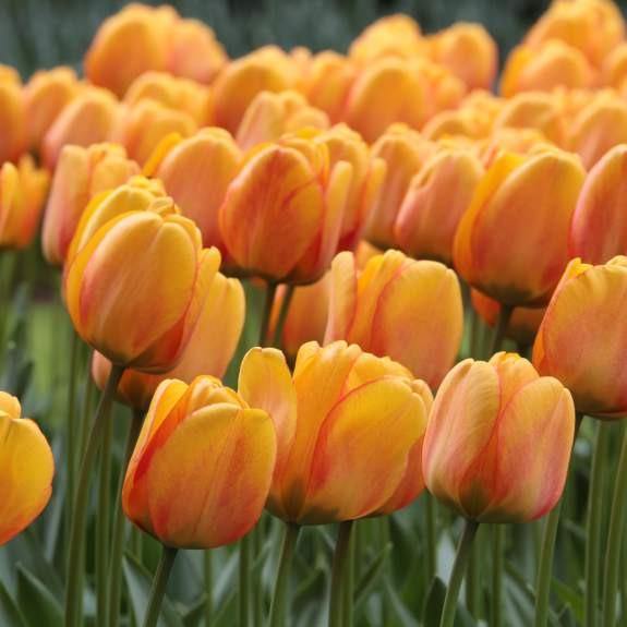 Tulips Blushing Apeldoorn Flower Bulbs (Pack of 10) - CGASPL