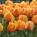Tulips Blushing Apeldoorn Flower Bulbs (Pack of 10) - CGASPL