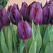 Tulips Purple Lady Flower Bulbs (Pack of 10 Bulbs) - CGASPL