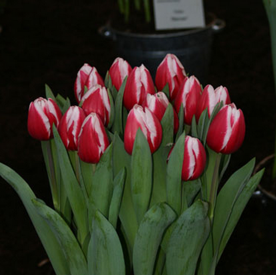 Tulips Stargazer White-Red Flower Bulbs (Pack of 10 Bulbs) - CGASPL