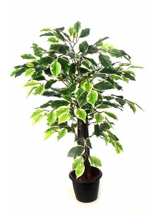 Artificial Varigated Ficus Plant - 2 Feet - CGASPL