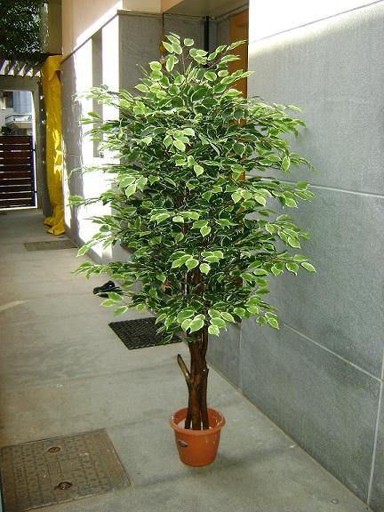 Artificial Varigated Ficus Plant with Natural Stick - 6 Feet - CGASPL