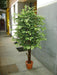 Artificial Varigated Ficus Plant with Natural Stick - 6 Feet - CGASPL
