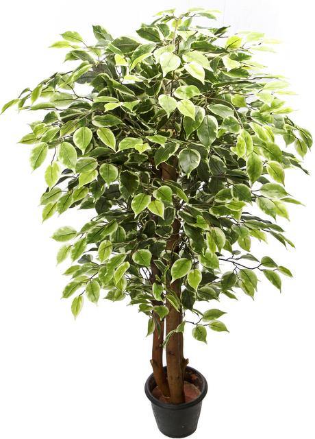 Artificial Varigated Ficus Plant - 4 Feet - CGASPL