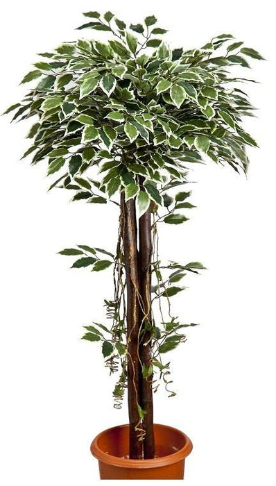 Artificial Varigated  Ficus Topiary in Coffe Wood - 4 Feet - CGASPL