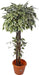 Artificial Varigated  Ficus Topiary in Coffe Wood - 4 Feet - CGASPL