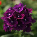 Verbena Quartz Purple Flower Seeds - ChhajedGarden.com