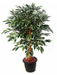 Artificial Varigated Ficus Plant with Coffee Wood Stick - 2 Feet - CGASPL