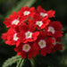 Verbena Quartz Red With Eye Flower Seeds - ChhajedGarden.com