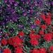 Verbena Quartz Scarlet Flower Seeds - CGASPL