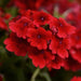 Verbena Quartz Scarlet Flower Seeds - CGASPL