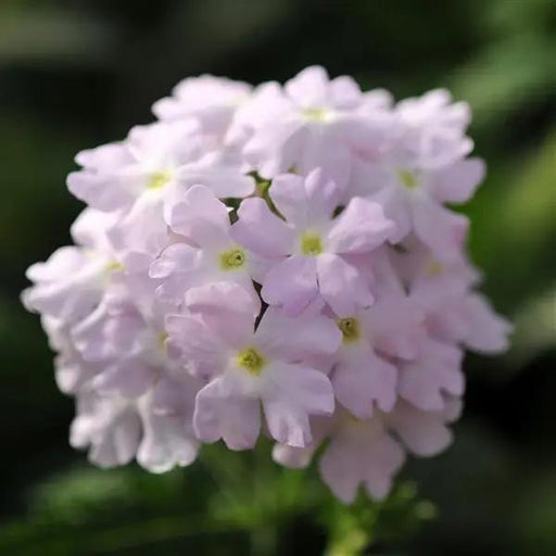 Verbena Quartz Silver Flower Seeds - ChhajedGarden.com