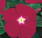 Vinca Victory Carmine Flower Seeds - CGASPL