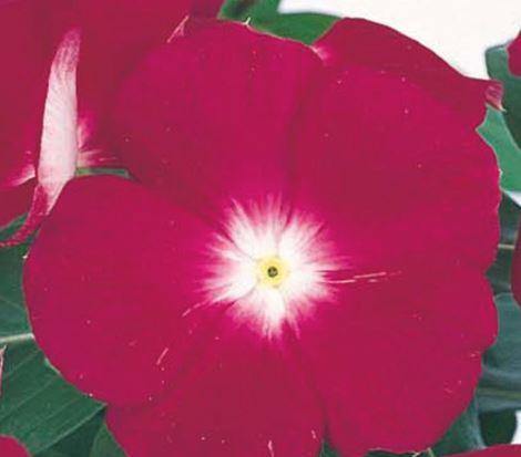 Vinca Victory Cranberry Flower Seeds - CGASPL