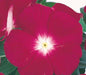 Vinca Victory Cranberry Flower Seeds - CGASPL