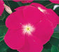 Vinca Victory Deep Pink Flower Seeds - CGASPL