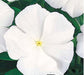 Vinca Victory Pure White Flower Seeds - CGASPL