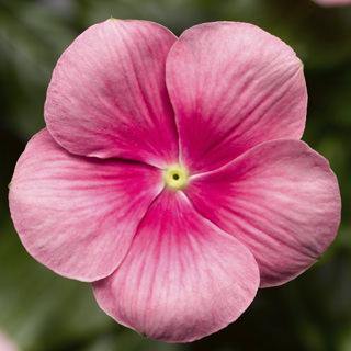 Vinca Cora Cascade Shell Pink Flower Seeds - ChhajedGarden.com