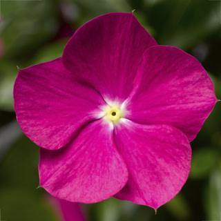 Vinca Cora Cascade Violet Flower Seeds - ChhajedGarden.com