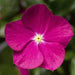 Vinca Cora Cascade Violet Flower Seeds - ChhajedGarden.com