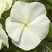 Vinca Cora Cascade White Flower Seeds - ChhajedGarden.com