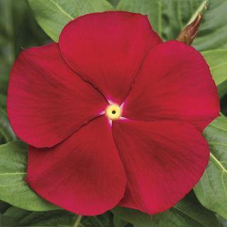 Vinca Cora Classic Red Flower Seeds - ChhajedGarden.com