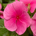 Vinca Cora XDR Deep Strawberry Flower Seeds - ChhajedGarden.com