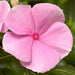 Vinca Cora XDR Light Pink Flower Seeds - ChhajedGarden.com