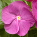 Vinca Cora XDR Orchid Flower Seeds - ChhajedGarden.com