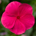 Vinca Cora XDR Punch Flower Seeds - ChhajedGarden.com