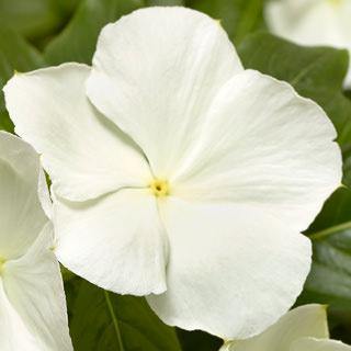 Vinca Cora XDR White Flower Seeds - ChhajedGarden.com