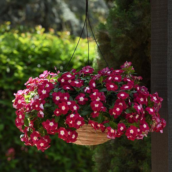 Vinca Mediterranean Burgundy Halo Flower Seeds
