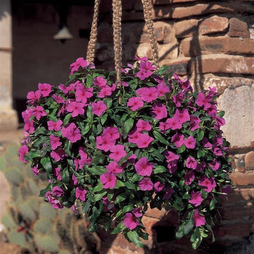 Vinca Mediterranean Lilac Flower Seeds - CGASPL