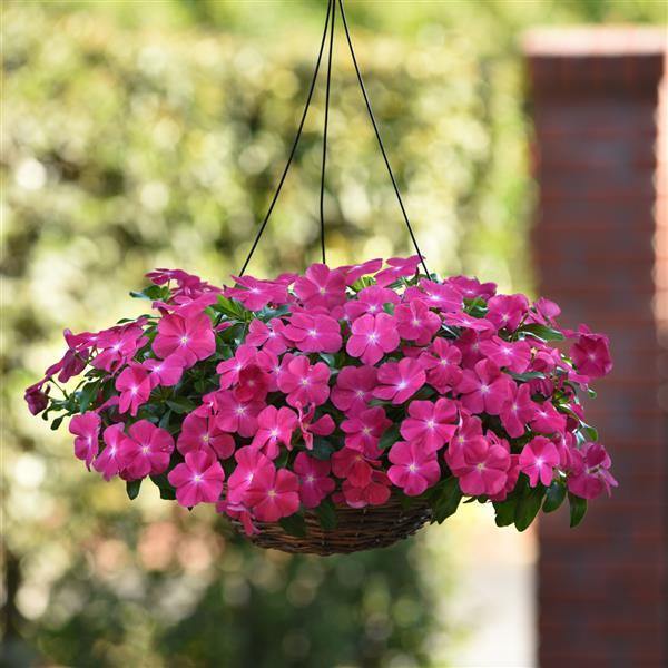 Vinca Mediterranean Rose Hot Flower Seeds | Buy Online India