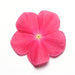 Vinca Mediterranean Rose Hot Flower Seeds - CGASPL