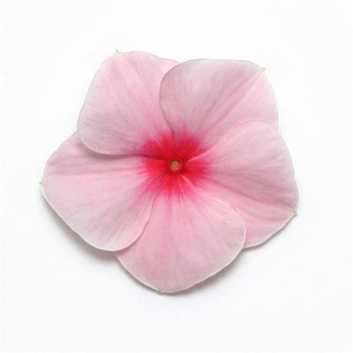 Vinca Mediterranean Strawberry Flower Seeds - CGASPL