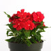 Vinca Pacifica Really Red Flower Seeds - CGASPL