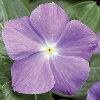 Vinca SunStorm Light Blue Flower Seeds - ChhajedGarden.com
