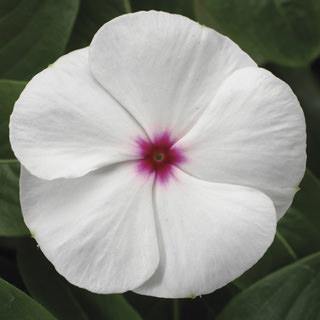 Vinca SunStorm White with Eye Flower Seeds - ChhajedGarden.com