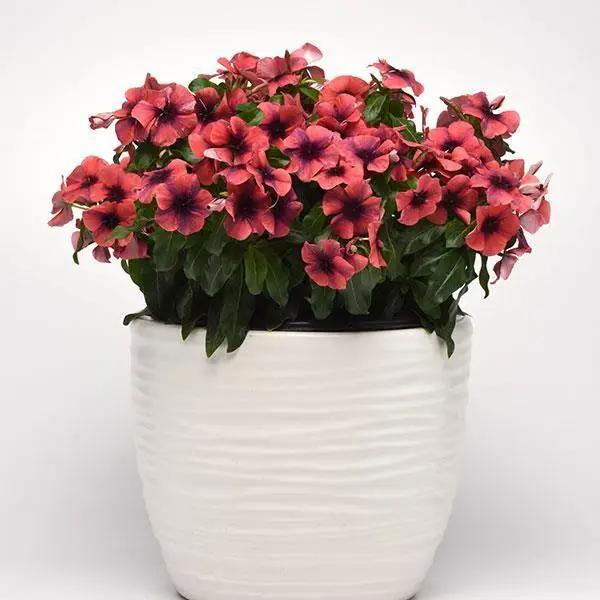 Vinca Tattoo Papaya Flower Seeds - CGASPL