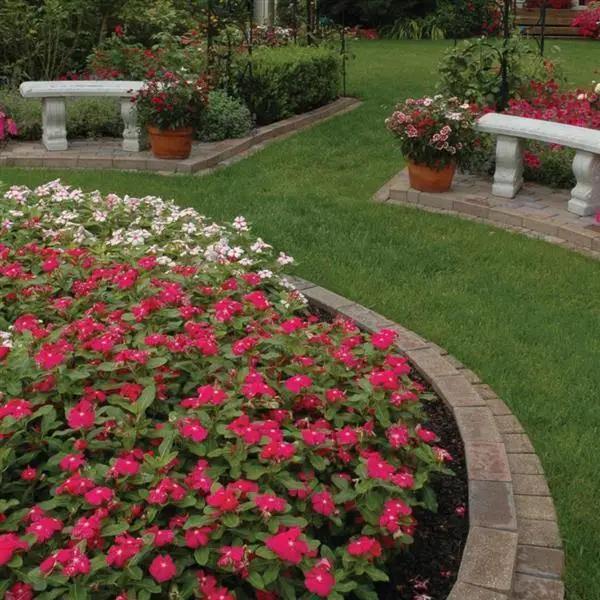 Vinca Titan Burgundy Flower Seeds - CGASPL