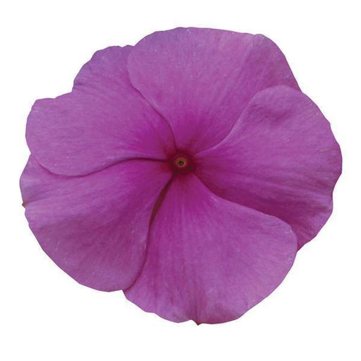 Vinca Titan Lilac Flower Seeds - CGASPL