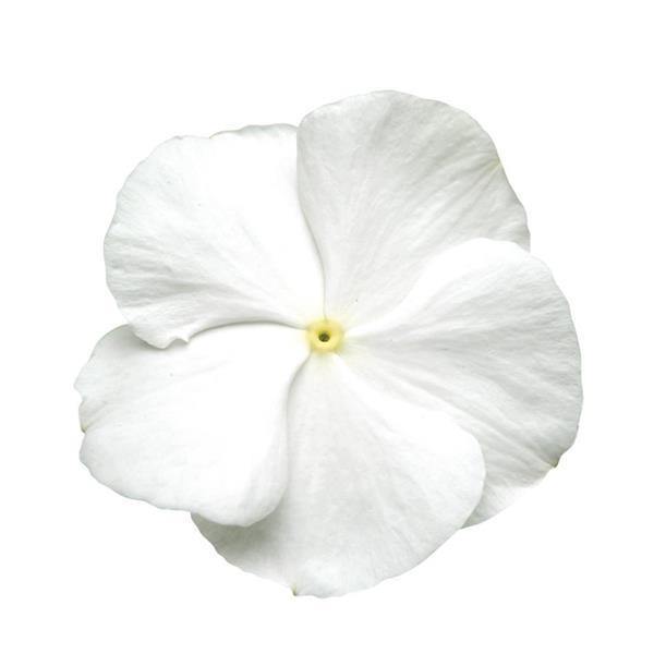 Vinca Titan Pure White Flower Seeds - CGASPL