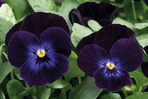 Viola Admire Deep Purple Face Flower Seeds - ChhajedGarden.com
