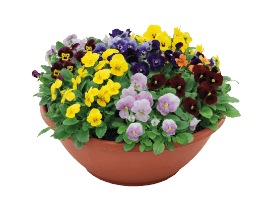 Viola Admire Maxi Mix Flower Seeds - ChhajedGarden.com